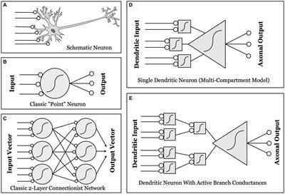 Cellular computation and cognition